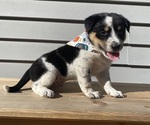 Mickey - Female Australian Cattle Dog Puppy for Sale - Photo #6