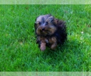 Mother of the Yorkshire Terrier puppies born on 09/15/2025