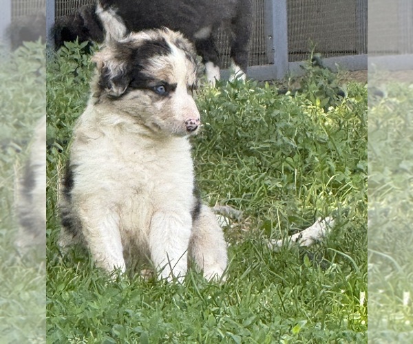 Medium Photo #7 Border Collie Puppy For Sale in BERRIEN SPRINGS, MI, USA