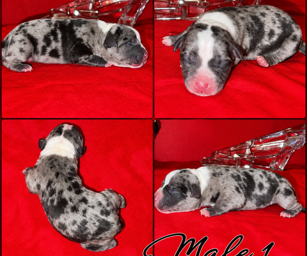 Medium Photo #1 American Bully Puppy For Sale in TRENTON, NJ, USA