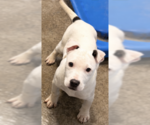 Small Mutt