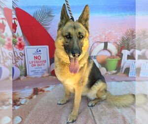 German Shepherd Dog Dogs for adoption in Long Beach, CA, USA