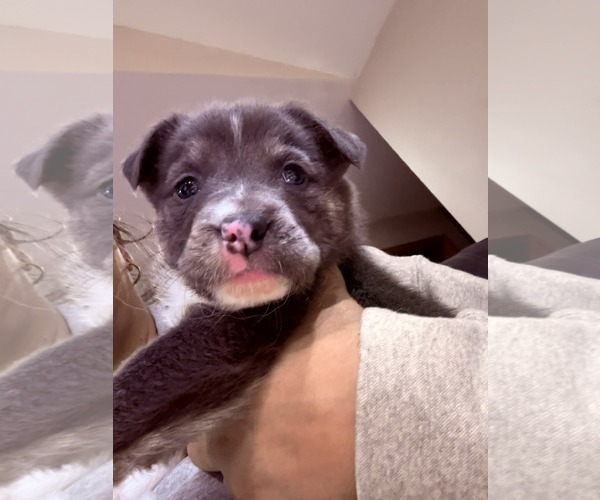 Medium Photo #2 Mutt Puppy For Sale in Plainfield, IL, USA