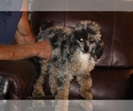 Small #4 Poodle (Miniature)