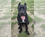 Small #1 Cane Corso