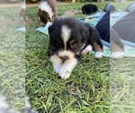 Small Photo #3 Australian Shepherd Puppy For Sale in RIVERSIDE, CA, USA