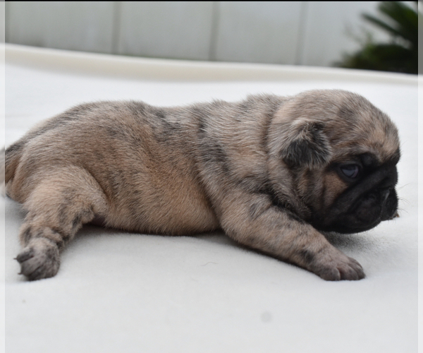 Medium Photo #1 Pug Puppy For Sale in PALM COAST, FL, USA