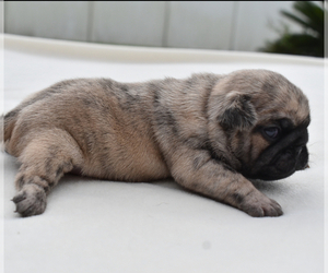 Pug Puppy for sale in PALM COAST, FL, USA