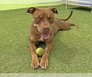 Mutt Dogs for adoption in Ojai, CA, USA