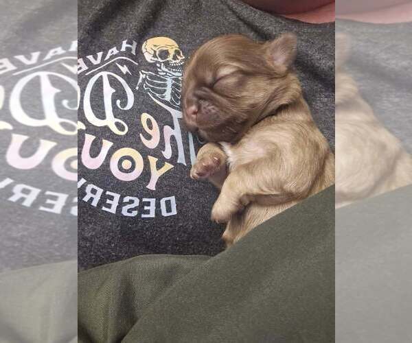 Medium Photo #8 Shih Tzu Puppy For Sale in CANFIELD, OH, USA