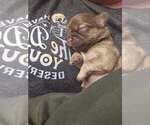 Small #7 Shih Tzu