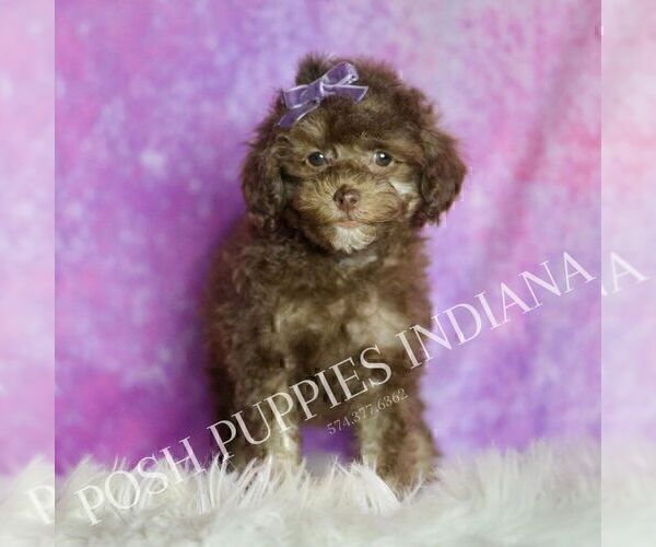Medium Photo #34 Poodle (Miniature) Puppy For Sale in WARSAW, IN, USA