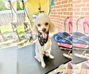 Poodle (Miniature) Dogs for adoption in Tustin, CA, USA