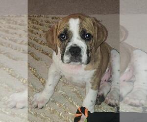 Beagle-English Bulldog Mix Puppy for sale in MASSILLON, OH, USA