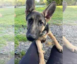 German Shepherd Dog-Unknown Mix Dogs for adoption in Princeton, MN, USA