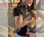 Small #2 Mastiff