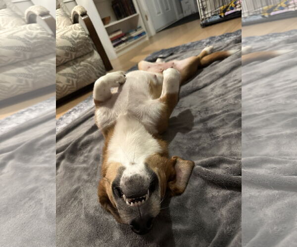 Medium Photo #12 Bagle Hound Puppy For Sale in Holly Springs, NC, USA