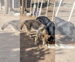 Small #2 German Malinois