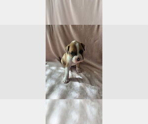 Medium Boxer