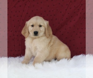 Golden Retriever Puppy for sale in FREDERICKSBURG, OH, USA