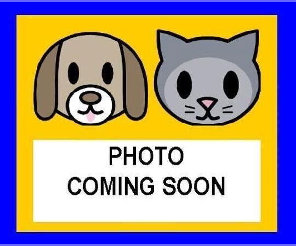 Medium Photo #1 Rottweiler-Unknown Mix Puppy For Sale in San Antonio, TX, USA
