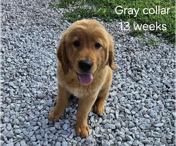 Medium Photo #3 Golden Retriever Puppy For Sale in MORRILL, KS, USA
