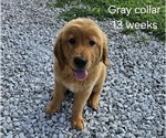 Small Photo #3 Golden Retriever Puppy For Sale in MORRILL, KS, USA