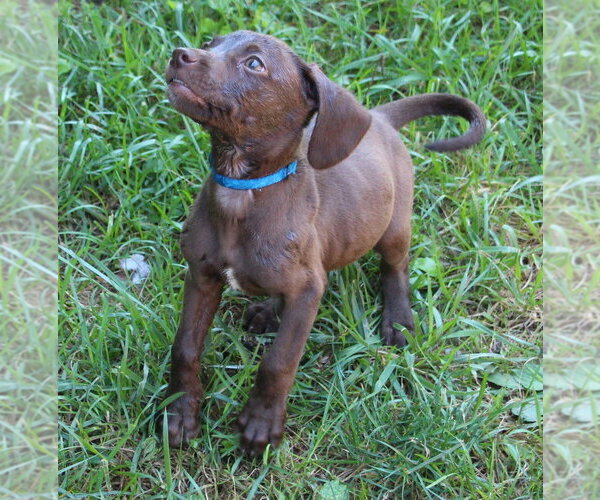 Medium Photo #6 Doxle Puppy For Sale in Aurora, IN, USA