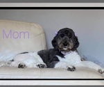 Small Photo #9 Saint Berdoodle-Sheepadoodle Mix Puppy For Sale in MILLVILLE, MN, USA
