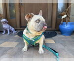 Small #2 French Bulldog