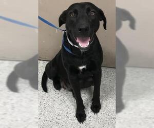 Labrador Retriever Dogs for adoption in Conroe, TX, USA