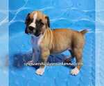 Small Photo #11 Boxer Puppy For Sale in CABOOL, MO, USA