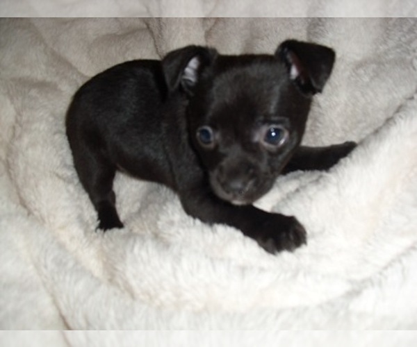 Medium Photo #5 Chihuahua Puppy For Sale in MADISON, MS, USA