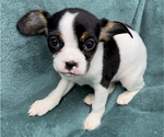 Puppy 3 Cavalier King Charles Spaniel-French Bulldog Mix