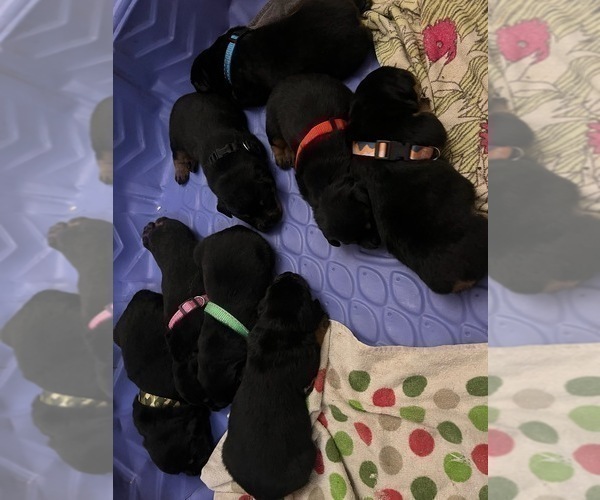 Medium Photo #5 Rottweiler Puppy For Sale in RACINE, WI, USA