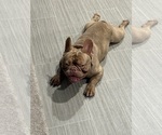 Small Photo #1 French Bulldog Puppy For Sale in PALM BAY, FL, USA