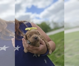 Goldendoodle (Miniature) Puppy for Sale in CRAWFORDSVLLE, Iowa USA