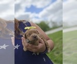 Small Goldendoodle (Miniature)
