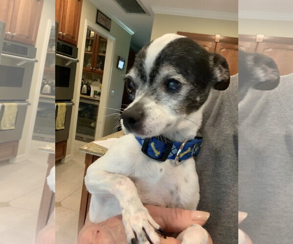 Medium Photo #1 Chihuahua Puppy For Sale in Santa Clarita, CA, USA