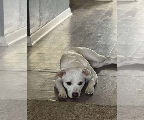 Medium Photo #6 Labrador Retriever-Unknown Mix Puppy For Sale in Sheboygan, WI, USA