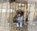 Small Photo #4 Miniature Australian Shepherd Puppy For Sale in MENIFEE, CA, USA