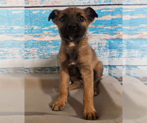 Medium Photo #2 German Shepherd Dog-Unknown Mix Puppy For Sale in Lakewood, CO, USA