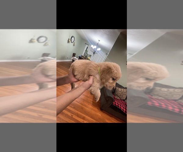 Medium Photo #7 Golden Retriever Puppy For Sale in KANSAS CITY, KS, USA