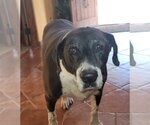 Small Labrador Retriever Mix