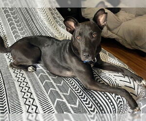 Mavi Lizman - Female Mutt Dog for Adoption - Photo #12