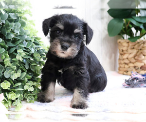 Schnauzer (Miniature) Puppy for sale in SYRACUSE, IN, USA