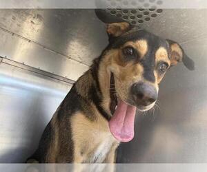 German Shepherd Dog-Unknown Mix Dogs for adoption in Grand Prairie, TX, USA