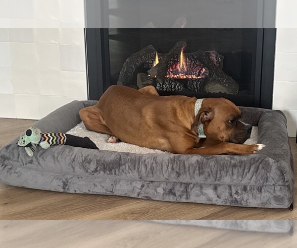 Medium Photo #1 Boxer Puppy For Sale in COLORADO SPRINGS, CO, USA