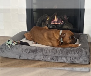 Mother of the Boxer puppies born on 06/28/2026