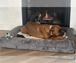 Small Photo #1 Boxer Puppy For Sale in COLORADO SPRINGS, CO, USA